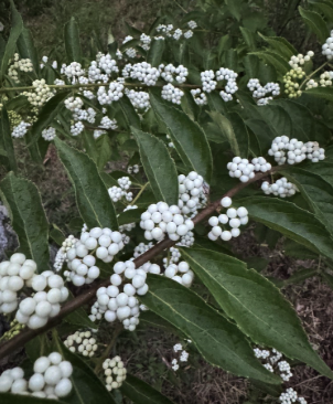 Callicarpa Japonica 